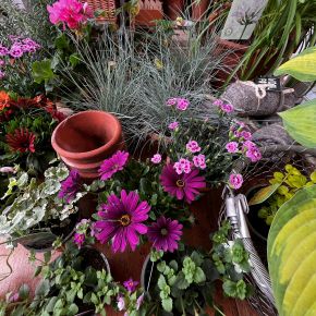 Image for Pots of Interest for all Summer Long